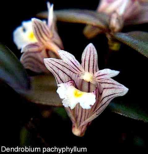 Dendrobium pachyphyllum